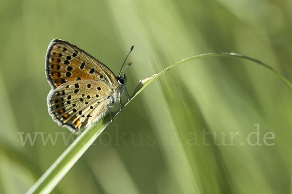 Schwefelvögelchen (Lycaena tityrus)