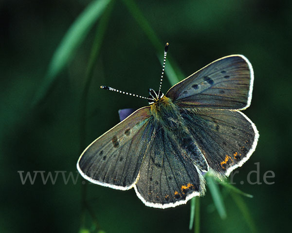 Schwefelvögelchen (Lycaena tityrus)