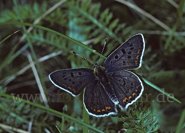 Schwefelvögelchen (Lycaena tityrus)