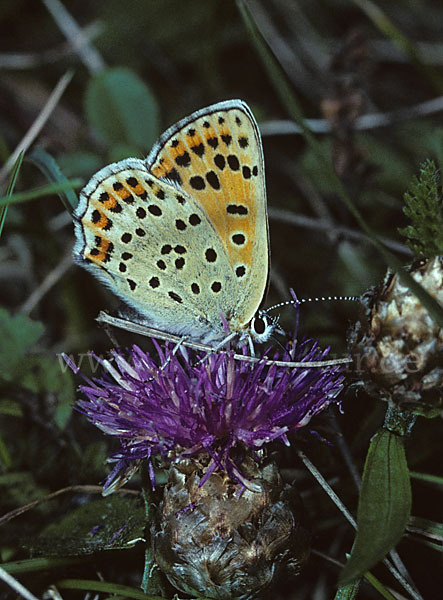 Schwefelvögelchen (Lycaena tityrus)