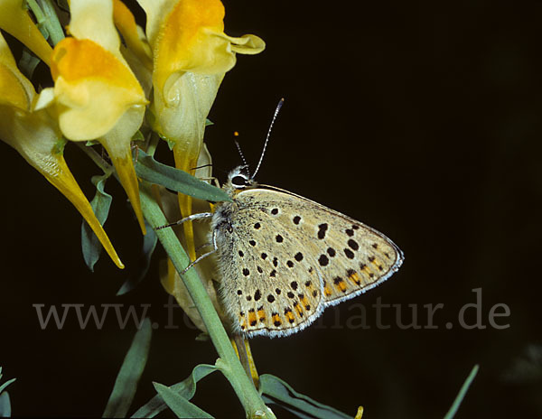 Schwefelvögelchen (Lycaena tityrus)