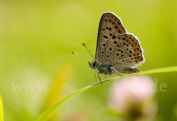 Schwefelvögelchen (Lycaena tityrus)