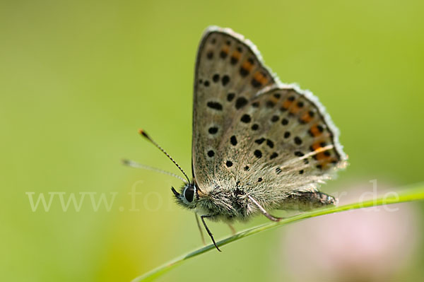 Schwefelvögelchen (Lycaena tityrus)