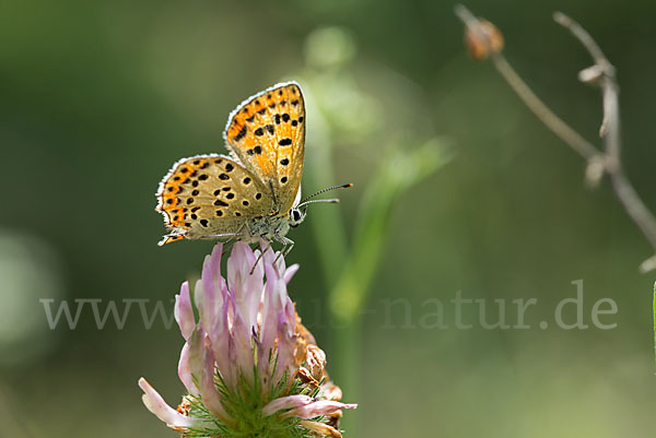 Schwefelvögelchen (Lycaena tityrus)