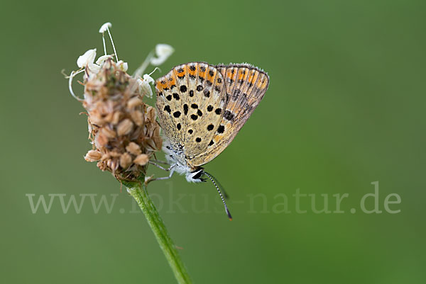 Schwefelvögelchen (Lycaena tityrus)