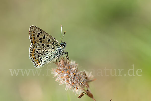 Schwefelvögelchen (Lycaena tityrus)