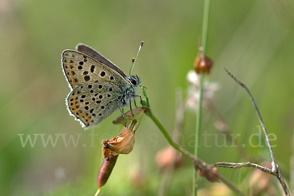 Schwefelvögelchen (Lycaena tityrus)