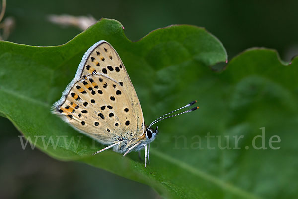 Schwefelvögelchen (Lycaena tityrus)