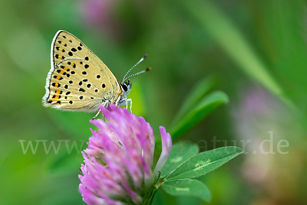 Schwefelvögelchen (Lycaena tityrus)