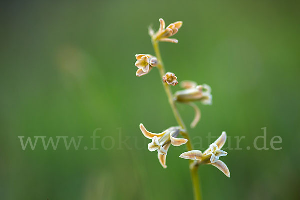 Schweifblatt (Dipcadi serotinum)