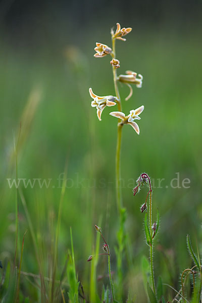 Schweifblatt (Dipcadi serotinum)