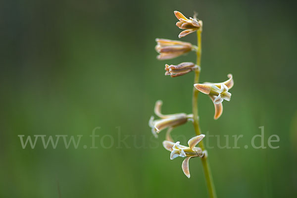 Schweifblatt (Dipcadi serotinum)