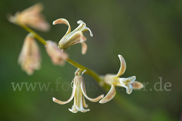 Schweifblatt (Dipcadi serotinum)