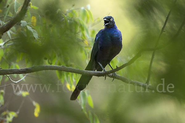 Schweifglanzstar (Lamprotornis purpuroptera)