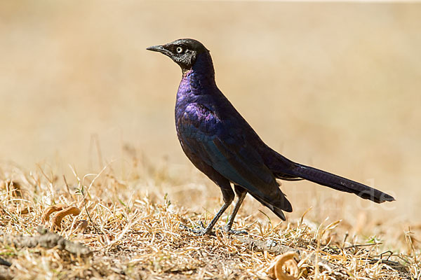 Schweifglanzstar (Lamprotornis purpuroptera)