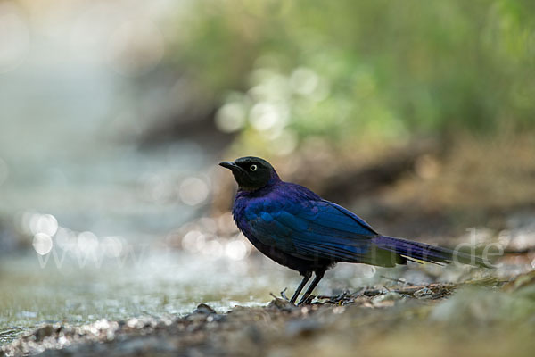 Schweifglanzstar (Lamprotornis purpuroptera)