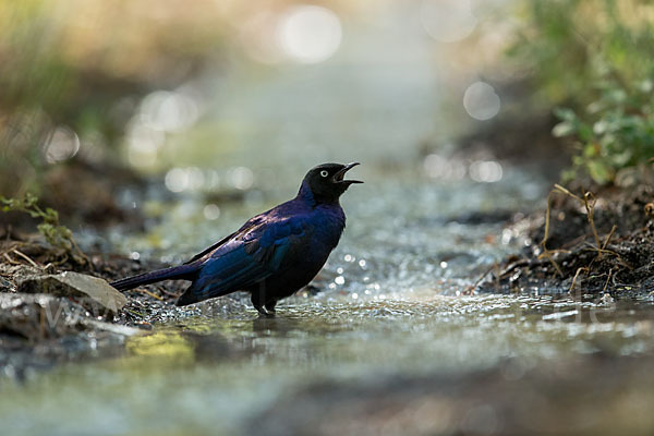 Schweifglanzstar (Lamprotornis purpuroptera)