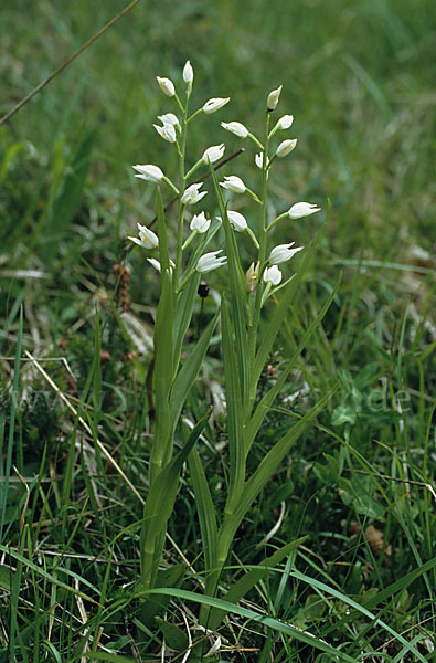 Schwertblättriges Waldvögelein (Cephalanthera longifolia)