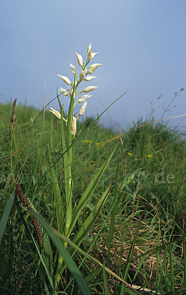 Schwertblättriges Waldvögelein (Cephalanthera longifolia)