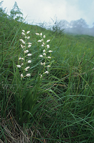 Schwertblättriges Waldvögelein (Cephalanthera longifolia)