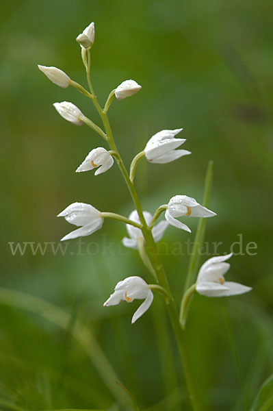 Schwertblättriges Waldvögelein (Cephalanthera longifolia)