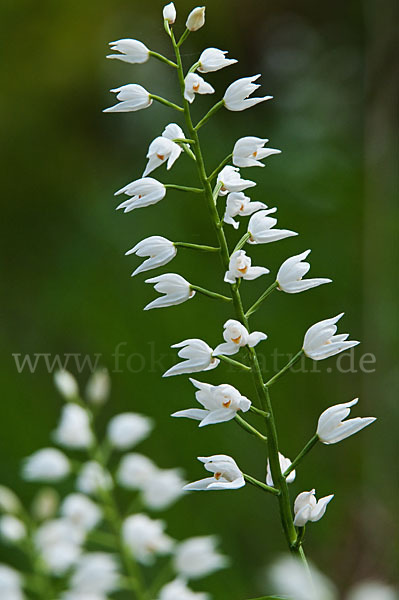 Schwertblättriges Waldvögelein (Cephalanthera longifolia)