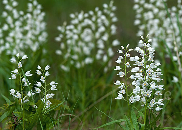 Schwertblättriges Waldvögelein (Cephalanthera longifolia)