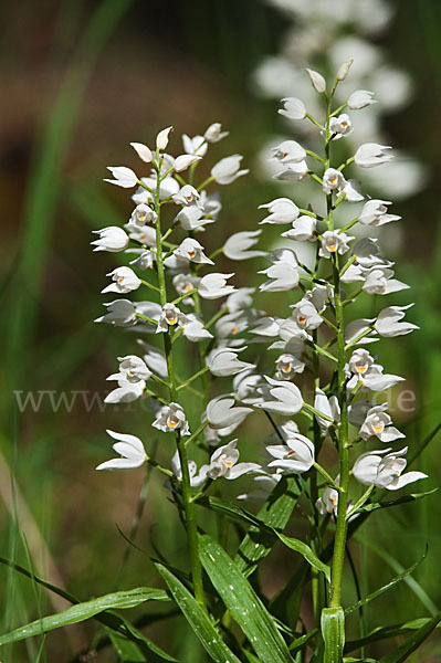 Schwertblättriges Waldvögelein (Cephalanthera longifolia)