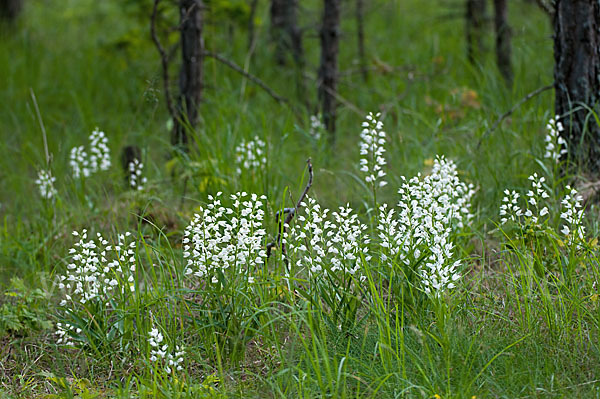 Schwertblättriges Waldvögelein (Cephalanthera longifolia)