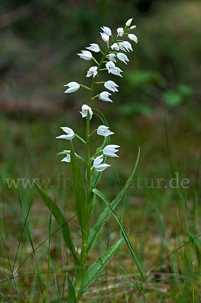 Schwertblättriges Waldvögelein (Cephalanthera longifolia)