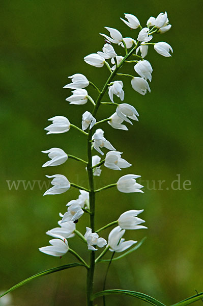 Schwertblättriges Waldvögelein (Cephalanthera longifolia)