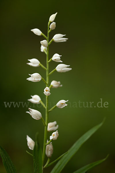 Schwertblättriges Waldvögelein (Cephalanthera longifolia)