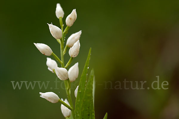 Schwertblättriges Waldvögelein (Cephalanthera longifolia)