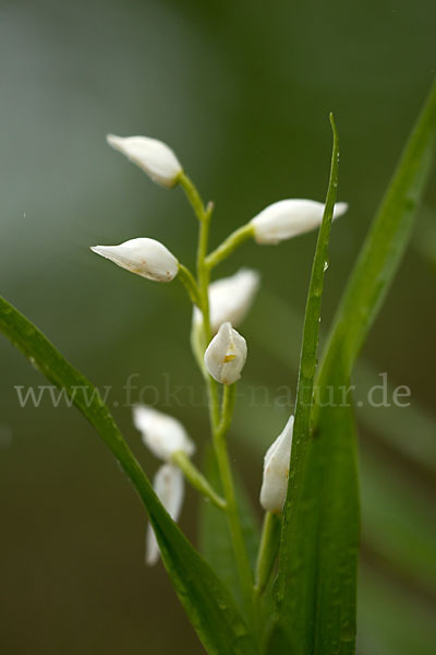 Schwertblättriges Waldvögelein (Cephalanthera longifolia)