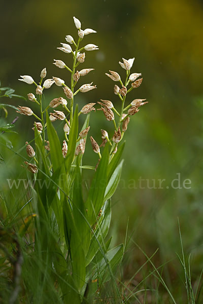 Schwertblättriges Waldvögelein (Cephalanthera longifolia)