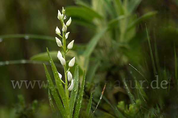 Schwertblättriges Waldvögelein (Cephalanthera longifolia)