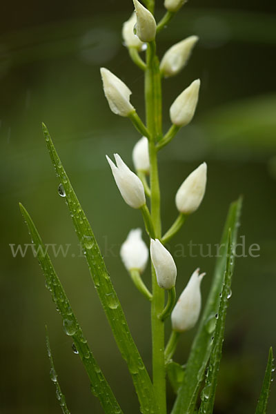 Schwertblättriges Waldvögelein (Cephalanthera longifolia)