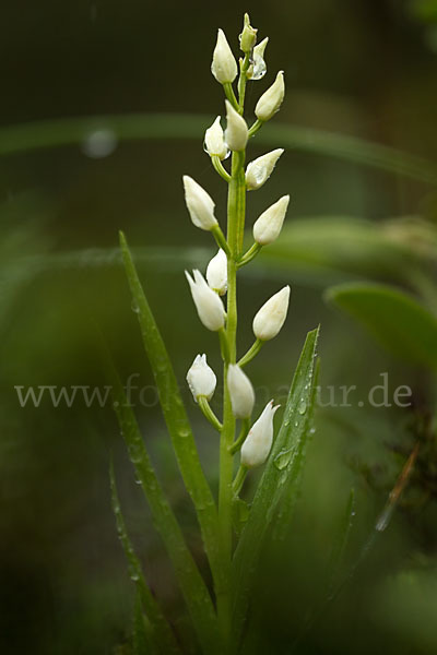 Schwertblättriges Waldvögelein (Cephalanthera longifolia)