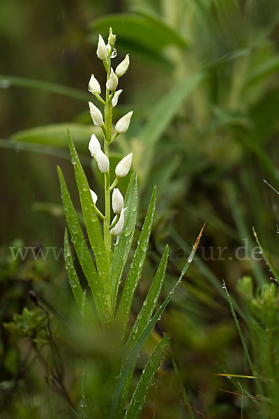 Schwertblättriges Waldvögelein (Cephalanthera longifolia)