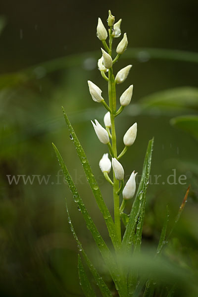 Schwertblättriges Waldvögelein (Cephalanthera longifolia)