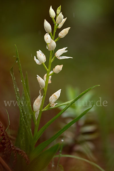 Schwertblättriges Waldvögelein (Cephalanthera longifolia)