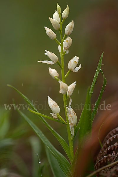 Schwertblättriges Waldvögelein (Cephalanthera longifolia)