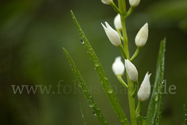 Schwertblättriges Waldvögelein (Cephalanthera longifolia)