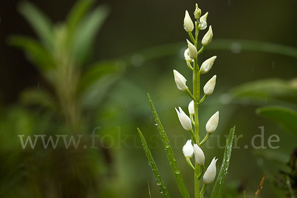 Schwertblättriges Waldvögelein (Cephalanthera longifolia)