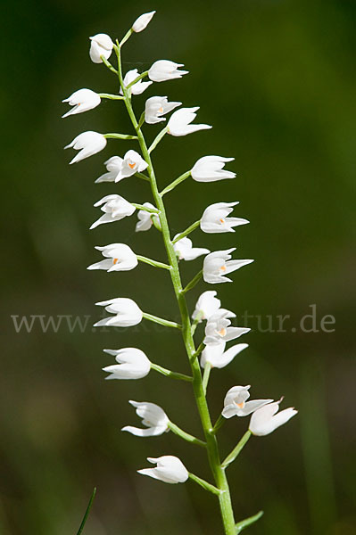 Schwertblättriges Waldvögelein (Cephalanthera longifolia)