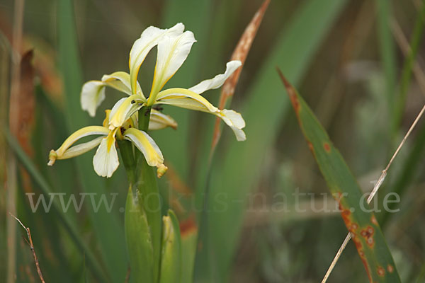 Schwertlilie spec. (Iris halophila)