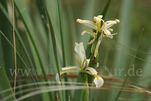 Schwertlilie spec. (Iris halophila)