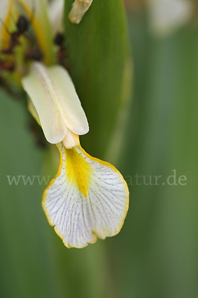 Schwertlilie spec. (Iris halophila)