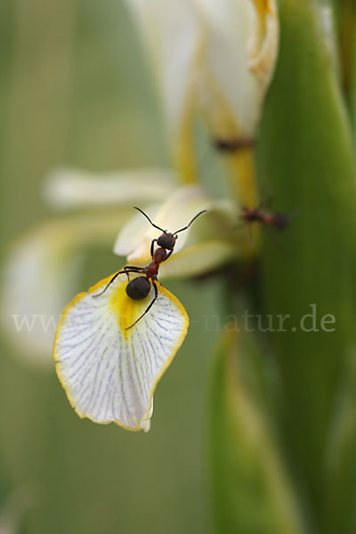 Schwertlilie spec. (Iris halophila)