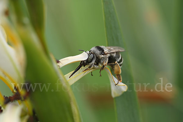 Schwertlilie spec. (Iris halophila)